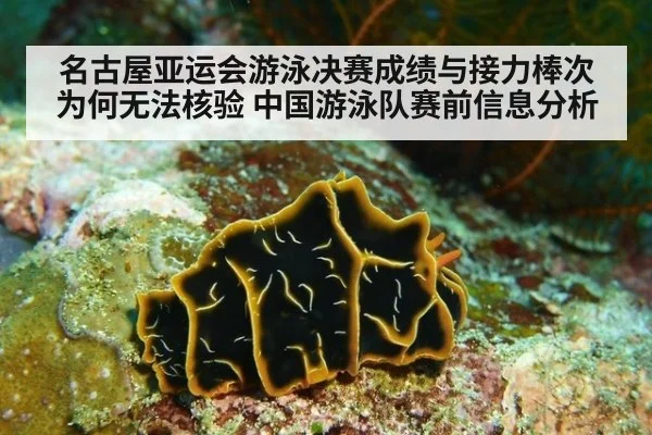名古屋亚运会游泳决赛成绩与接力棒次为何无法核验 中国游泳队赛前信息分析